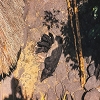Plants: image 81 Of 208 Thumb